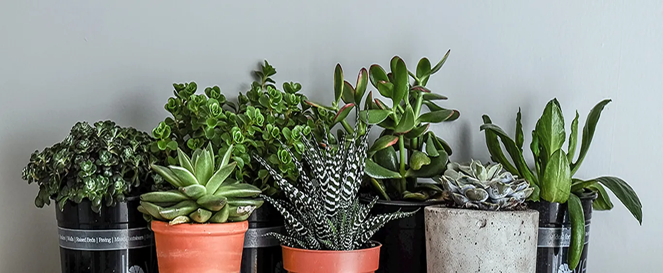 Indoor Plants